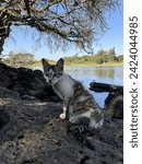 “Join Lily, the adventurous feline, as she explores the tranquil lakeside oasis. With each graceful step, Lily’s soft fur catches the gentle breeze, reflecting the shimmering sunlight dancing across t