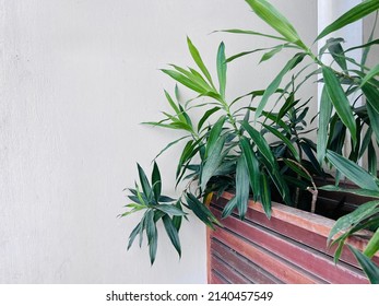 Lily Bamboo In The Wooden Planter Box