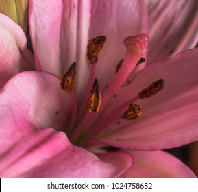 Lily Bloom Macro 