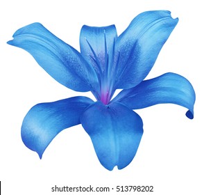 lily blue flower, isolated  with clipping path, on a white background. beautiful lily, violet center. for design. Closeup.  - Shutterstock ID 513798202
