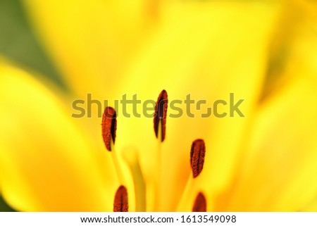 Similar – Image, Stock Photo El centro Yellow Flower