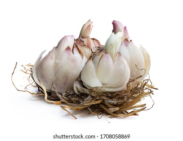 Lily  bulbs isolated on white. Ready to plant. 