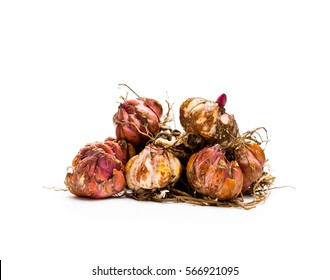 Lily bulbs isolated on white. Ready to plant. 