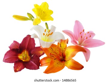 Flowers Pattern Pink Orange Lilies Isolated Stock Photo (Edit Now ...