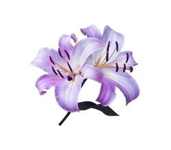Lily Or Easter Lily Flower. Close Up Blue-purple Single Flower Bouquet Isolated On White Background. The Side Of Blue-purple Flower Branch.