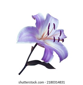 Lily or Easter Lily flower. Close up blue-purple single flower bouquet isolated on white background. The side of blue-purple flower branch. - Powered by Shutterstock