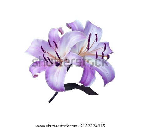 Lily or Easter Lily flower. Close up blue-purple single flower bouquet isolated on white background. The side of blue-purple flower branch.