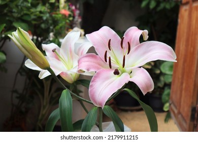 Lily Or Easter Lily Flower. Close Up Pink Single Flower Bouquet In Pot In Garden With Morning Light. The Side Of Pink Flower Branch.