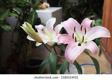 Lily Or Easter Lily Flower. Close Up Pink Single Flower Bouquet In Pot In Garden With Morning Light. The Side Of Pink Flower Branch.