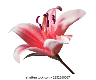  Lily or Easter Lily flower. Close up red lily flower bouquet isolated on white background. The side of exotic flower. - Powered by Shutterstock