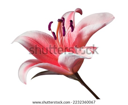  Lily or Easter Lily flower. Close up red lily flower bouquet isolated on white background. The side of exotic flower.