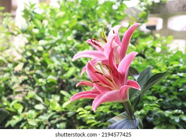 Lily Or Easter Lily Flower. Close Up Red-pink Single Flowers Bouquet On Green Leaf Background In Garden With Morning Light. The Side Of Red-yellow Single Flowers Bunch.