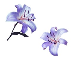 Lily Or Easter Lily Flower. Collection Of Blue-purple Single Flower Bouquet Isolated On White Background. The Side Of Blue-purple Flower Branch.