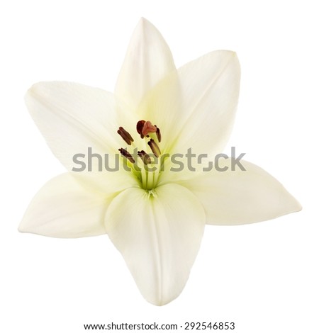 Lily, Easter Lily, White.