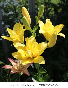 Lily Fata Morgana In Bloom