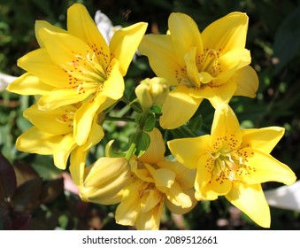 Lily Fata Morgana In Bloom