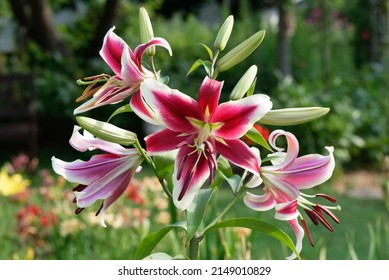 Lily 'Flashpoint' es un lirio híbrido OT (lirio oriental x trompeta) con flores borgoñosas de borde blanco