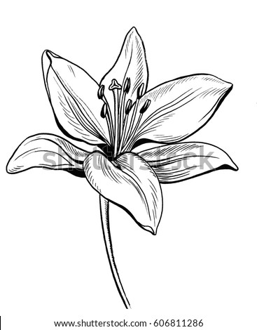 Lily Flower Drawing Stock Photo (Edit Now) 606811286 - Shutterstock