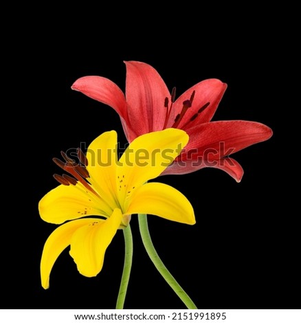 Similar – Image, Stock Photo coloured flowers