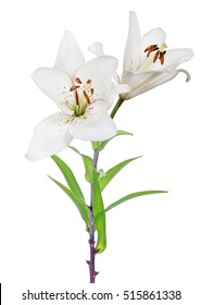 Lily Flower Isolated On White Background