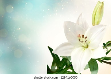 Lily flower on the dark background