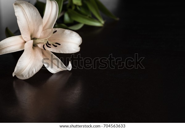 Flor Lirio En El Fondo Oscuro Foto De Stock Editar Ahora