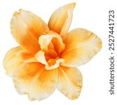 Lily  flower  on a  white isolated background with clipping path.  Closeup. For design. View from above.  Nature. 