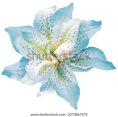 Lily  flower  on white isolated background with clipping path.  Closeup. For design. View from above.  Nature.