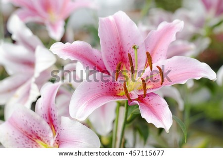 lily flower pink blooming new season stock photo edit now