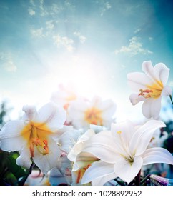 Lily Flowers Border Designspring Flowers Stock Photo 1028892952 ...