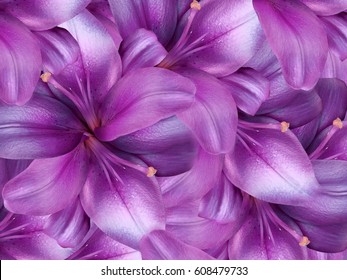 Lily Flowers Bright Pink Background Floral Stock Photo 608479733