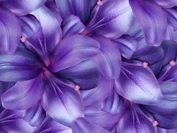 Lily Flowers.  Bright Purple Background. Floral Collage. Flower Composition. Nature.
