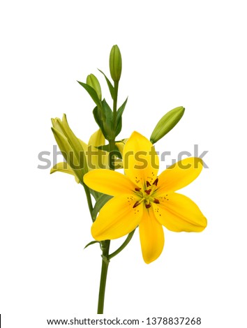 A lily flowers decorating on white background