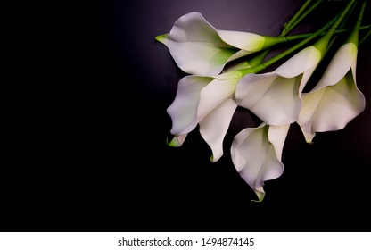 Lily flowers on the dark background place for a text. - Shutterstock ID 1494874145