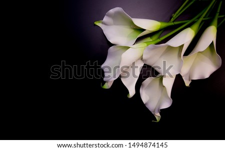 Lily flowers on the dark background place for a text.