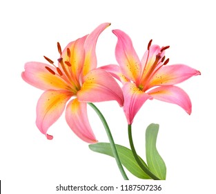 Lily flowers on white  - Powered by Shutterstock