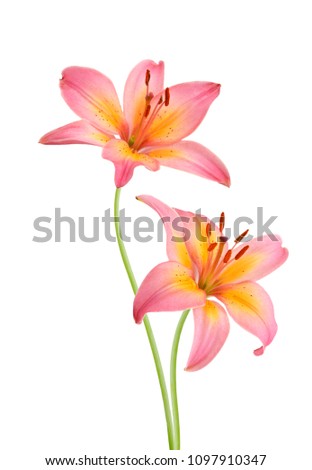 Lily flowers on white 