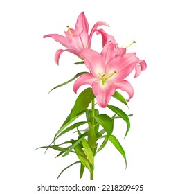 40,517 Pink Lily Stem Images, Stock Photos & Vectors | Shutterstock