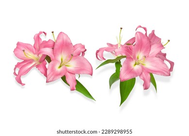Lily flowers. Two pink lilies. Flowers isolated on white background. Great template for design. Isolated object for installation - Powered by Shutterstock