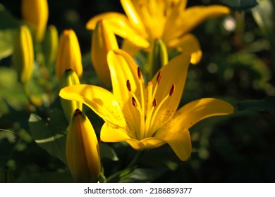 33,670 Yellow Lily Flower Wallpaper Images, Stock Photos & Vectors