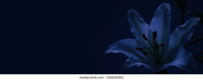Lily Funeral Wake order of service invitation background banner concept - traditional atmospheric respectful condolences theme deep blue background with space for message
