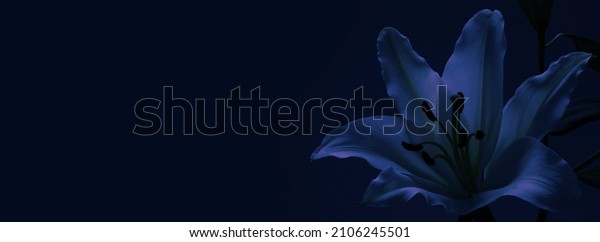 Lily Funeral Wake
order of service invitation background banner concept - traditional
atmospheric respectful condolences theme deep blue background with
space for message
