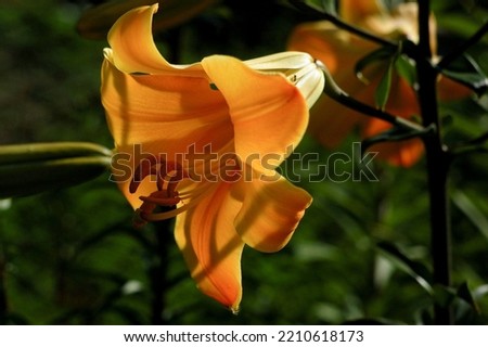  Lily golden splendor beautiful botanical shot, natural wallpaper