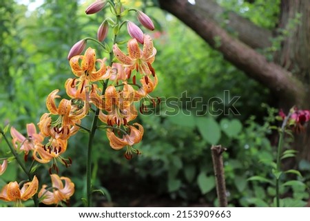 Lily 'Guinea Gold' with colorful yellow and red flowers, Martagon hybrid lily.   