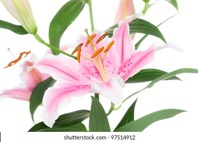 1,469 Stargazer lily isolated Images, Stock Photos & Vectors | Shutterstock