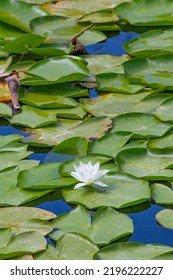 Lily Or Lotus Flower In Pond. Beautiful White Water Lily Or Lotus In Green Nature In Front Of Background. Vertical Photo. No People, Nobody. Text Or Decorative Artwork.
