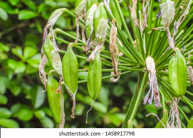 Lily Of The Nile, African Lily