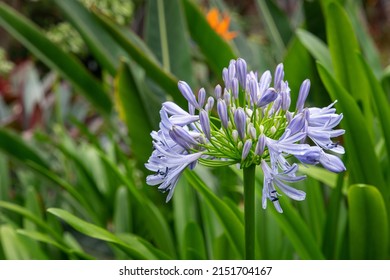 Lily of the Nile or African lily also known as agapanthus, clusters of fragrant perennial flowers with exotic blue inflorescence, isolated against its own leaves in the garden under the morning light - Shutterstock ID 2151704167