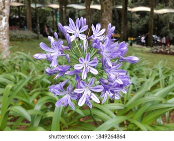 Lily Of The Nile Or African Lily (UK) Scientific Name : Agapanthus.