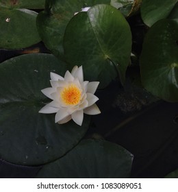 Lily On A Lilypad